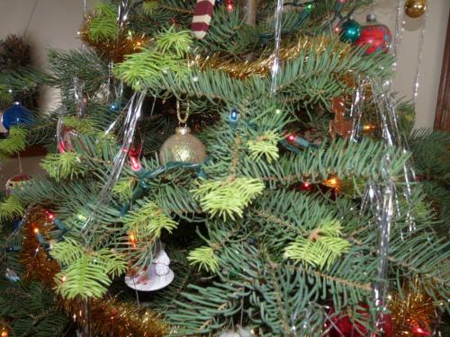 Christmas tree breaking bud