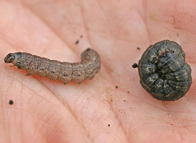 Black cutworm larvae