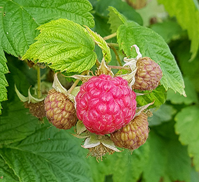 ripening red raspberries