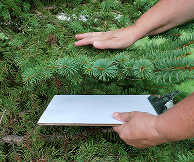 The simplest way to scout for adult and juvenile mites is to shake or tap a branch over a scouting board or piece of paper.