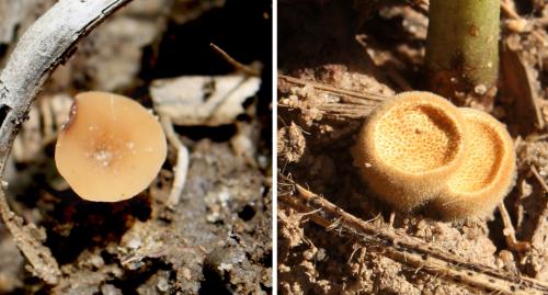 Soybean mushrooms