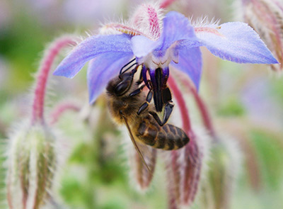 Pollinator on borage
