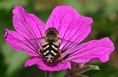 Hover fly on geranium