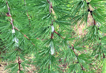 spittlebug on larch branch