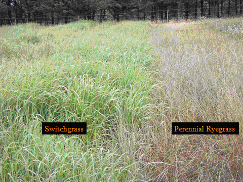 Switchgrass and perennial ryegrass Switchgrass and perennial ryegrass