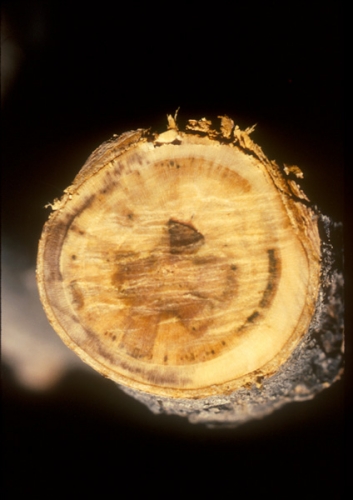 Verticillium wilt on stick Verticillium wilt on stick