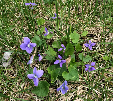Wild violet flowering in turf