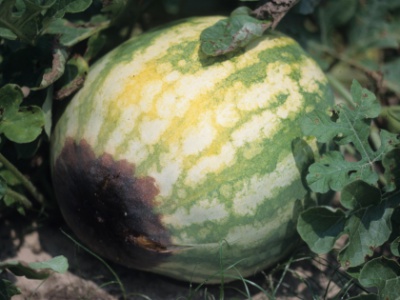 blossom end rot on watermelon