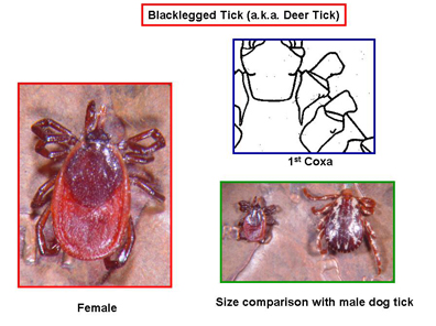 Blacklegged tick