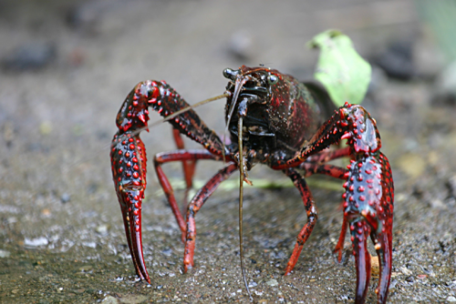 red swamp crayfish is shown