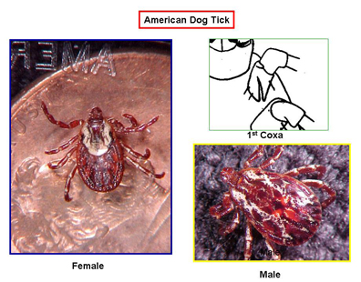 Dog tick