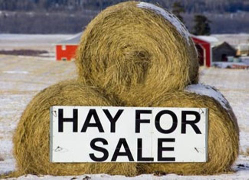 Winter hay for sale