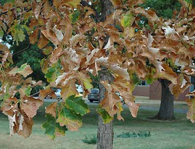 Leaf scorch.