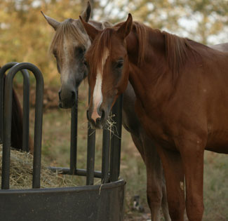 Round bale feeder