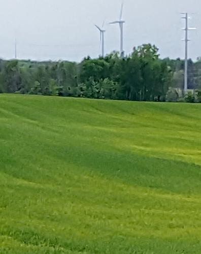 Field being viewed from the road.