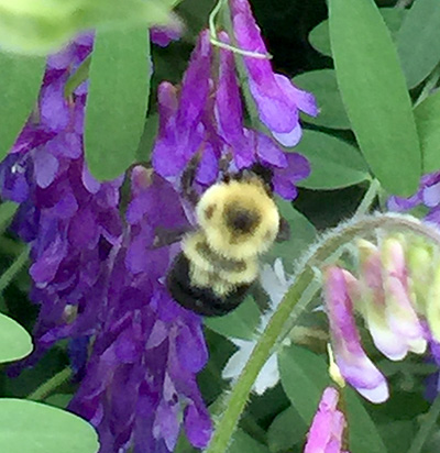Bumble bee on cow vetch.